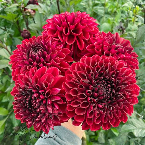 baccara dahlia|Iba pa.